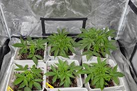 The Amazing Fat Bastard Weed A Comprehensive Guide The Amazing Fat Bastard Weed A Comprehensive Guide